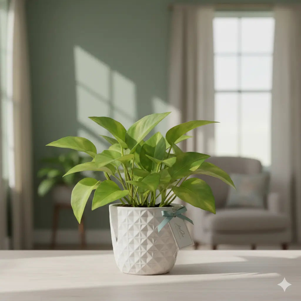 Pothos (e.g., Golden Pothos) - TeanTree