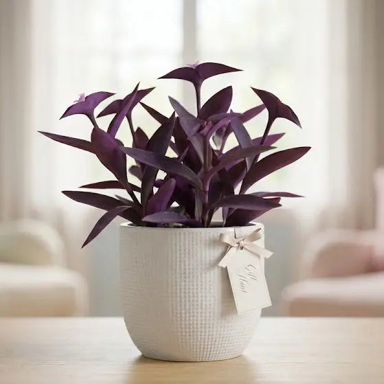 Potted plant on a table in a living room setting
